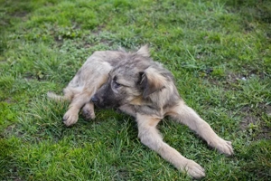 Welpe *NIKI* Die Süße wird momentan auf ein Leben in einer Menschenfamilie vorbereitet Bild 7