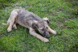 Welpe *NIKI* Die Süße wird momentan auf ein Leben in einer Menschenfamilie vorbereitet Bild 6