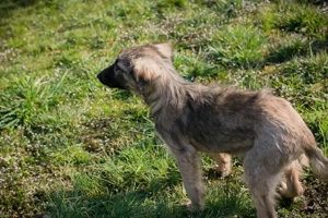 Welpe *NIKI* Die Süße wird momentan auf ein Leben in einer Menschenfamilie vorbereitet Bild 3