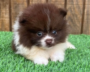 25 % Rabatt für begrenzte Zeit verfügbar