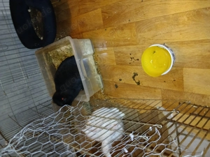 kaninchen abzugeben 