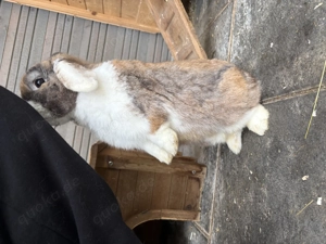Zwergkaninchen-Häsin gesucht für unseren Minilop-Widder Bild 2