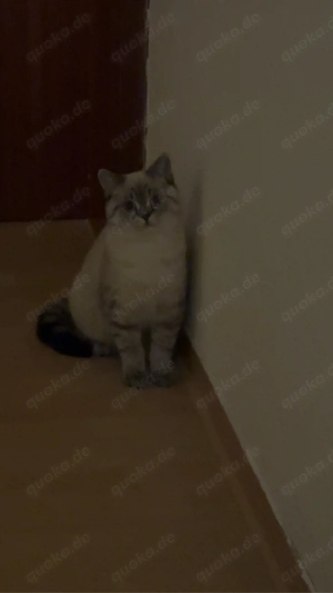 BKH Blue Point Katze (9 Monate) geimpft, gechippt, kastriert