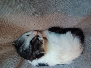 Letztes maincoonn Mädchen 