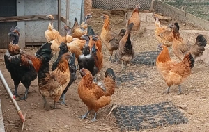 Ga H'Mong,  Dongxiang Lukedanji, Hühner bunt, Nackthals, Eintagsküken, Bruteier  Bild 2