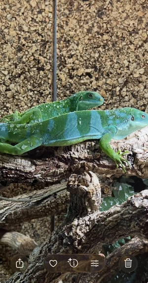 Brachylophus Fasciatus Paar