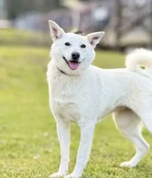 Interne Nummer 9L - die Hündin ist lieb, verträglich und sozial 