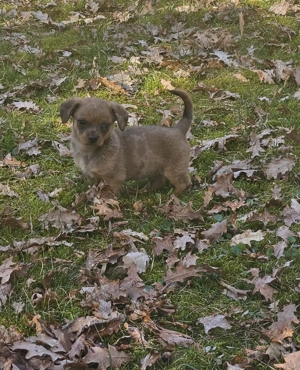 Dackel Mix Clausi sucht eine Familie 