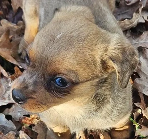 Dackel Mix Clausi sucht eine Familie 