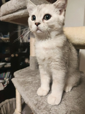 Wunderschöner Baby Kater    Grau Weiß   12 Wochen   verspielt & verschmust