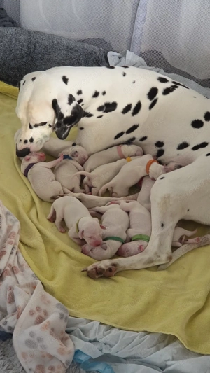 Reinrassige Dalmatiner Welpen 