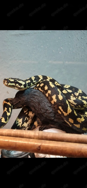 Teppichpython Dschungel 