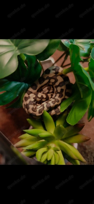 Teppichpython Jungtiere 