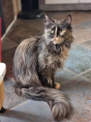 Maine Coon - 2 Jahre alt