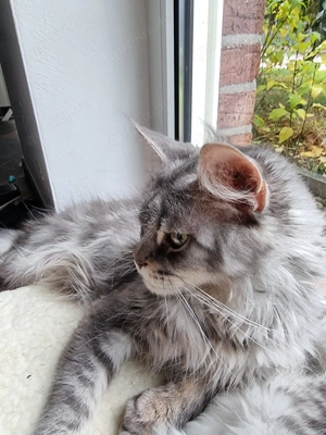 Maine Coon aus Zuchtauflösung