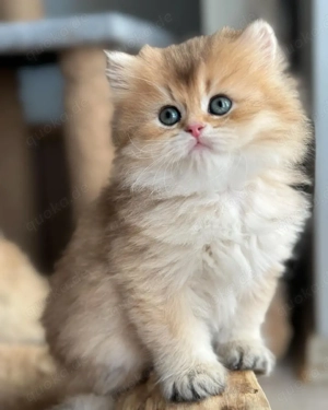 Perserkätzchen   Wunderschönes Kitten abzugeben