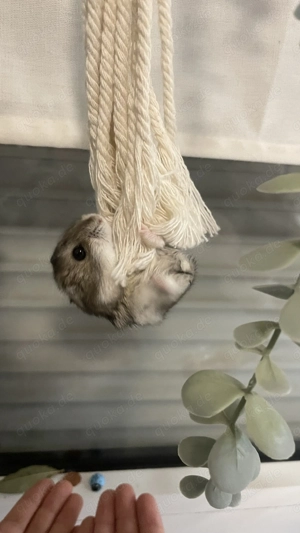 Zwerghamster Männchen   mit kompletten Zubehör abzugeben
