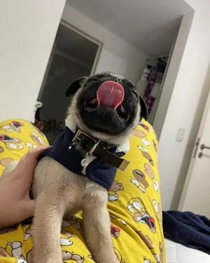 Langhaar Mischling Persermix Neva, Mascarade