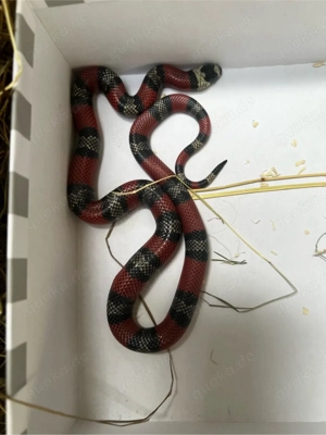Dreiecksnatter Lampropeltis Triangulum Bild 4