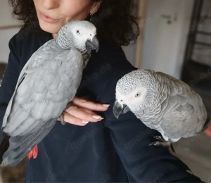 Graupapageien paar ,zuchtpaar