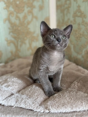 Burma Kitten mit Stammbaum