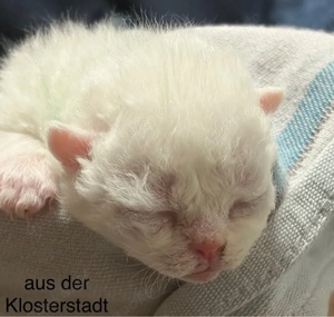 Selkirk Rex Lockenbärchen, aus der Klosterstadt