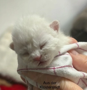 Selkirk Rex Lockenbärchen, aus der Klosterstadt