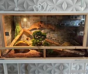 königspythons mit Terrarium 