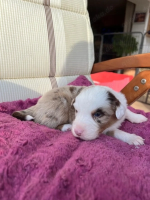 6 reinrassige Australien Shepherd Welpen zu verkaufen