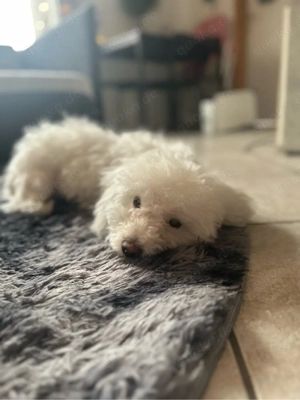 Bichon Frisé Welpe 