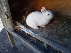 Weißes Zwergkaninchen, Farbzwergkaninchen 