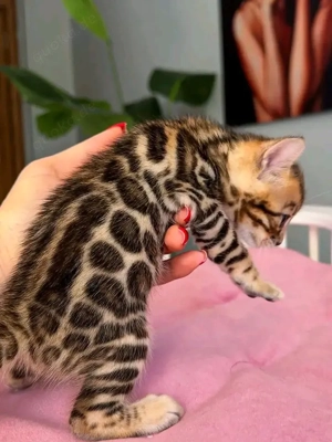 Britisch Kurzhaarkatzen 