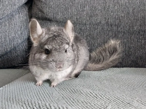 Chinchilla Pärchen 