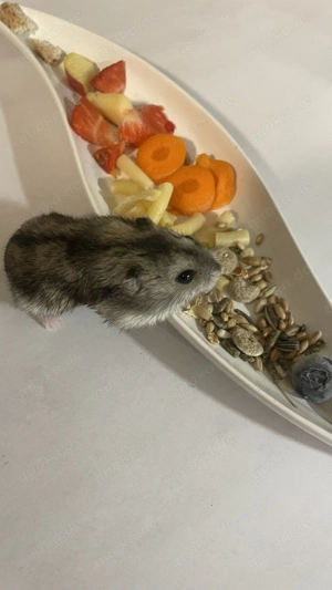 Zwerghamster Männchen   mit kompletten Zubehör abzugeben