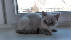 BKH 3 Monate alt mit blaue Augen 