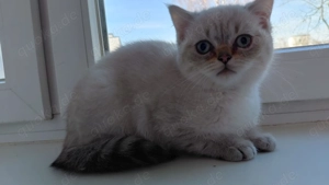 BKH 3 Monate alt mit blaue Augen 