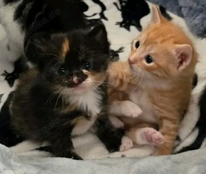 wunderschöne Katzen und Kätzchen 