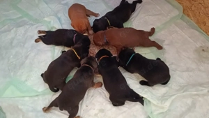 American bully   boxer-labrador mix welpen zu verkaufen