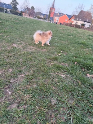 pomeranian welpe rüde 