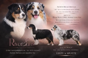 reinrassige Australian Shepherd - Wurfankündigung