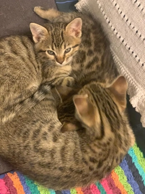 Bengal Kitten Mix Katzenbabys Kätzchen Katze Kater