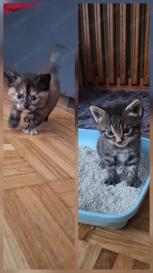 Babys suchen ein Zuhause!