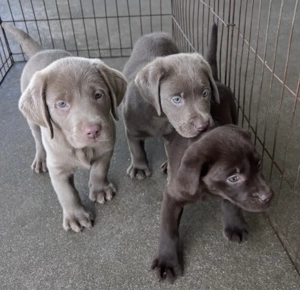 Sehr süße Labrador Welpen abzugeben