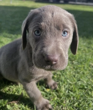 Sehr süße Labrador Welpen abzugeben Bild 3