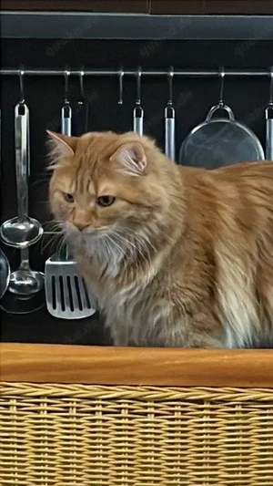 Suche eine Katzenfreundin oder Katzenfreund für unseren Kater