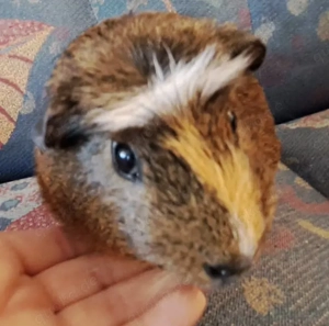 Meerschweinchen Frühkastrat