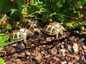 Griechische Landschildkröten NZ 2025 .- Nach Winterschlaf abzugeben