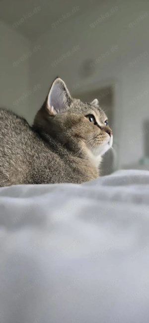 BKH Katerchen Golden Shaded 