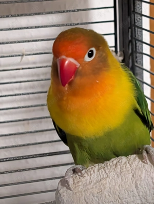 Agaporniden abzugeben