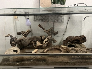 Zwei Leopardgecko schweren Herzens abzugeben